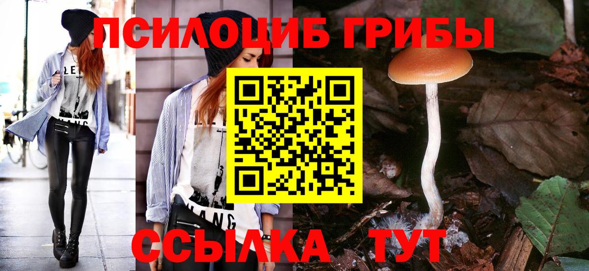 Красноармейск  Псилоцибиновые грибы Cubensis  Вход с VPN 