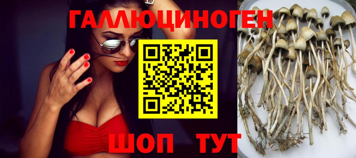 Псилоцибиновые грибы Cubensis Красноармейск